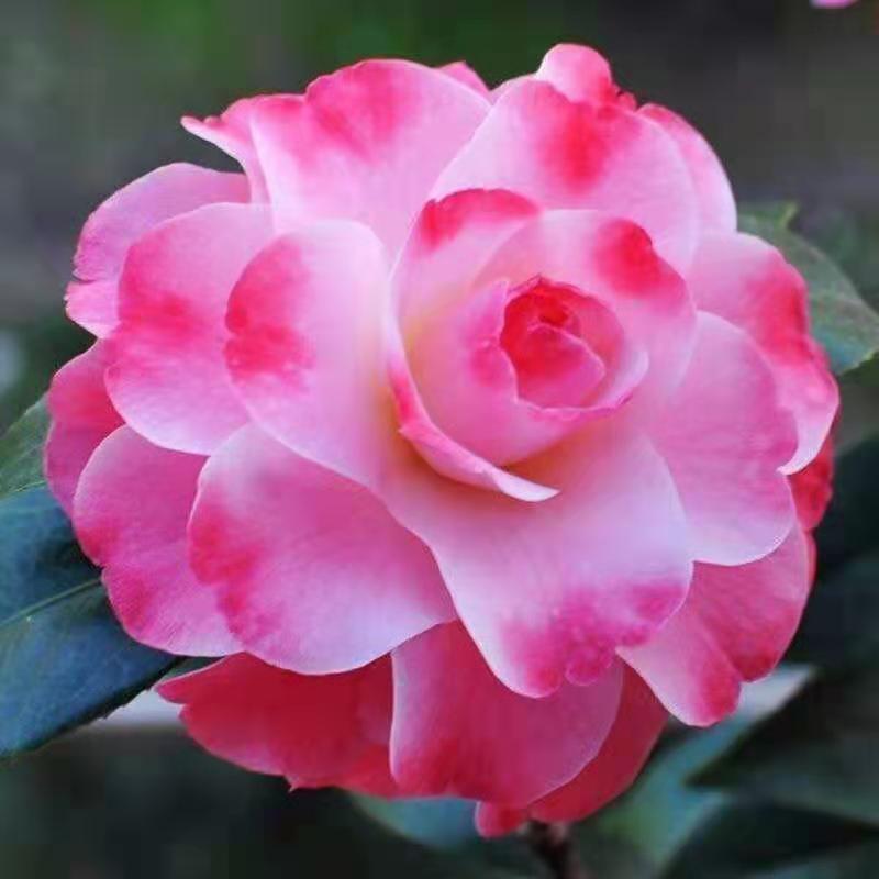 露天茶花名贵品种易养护