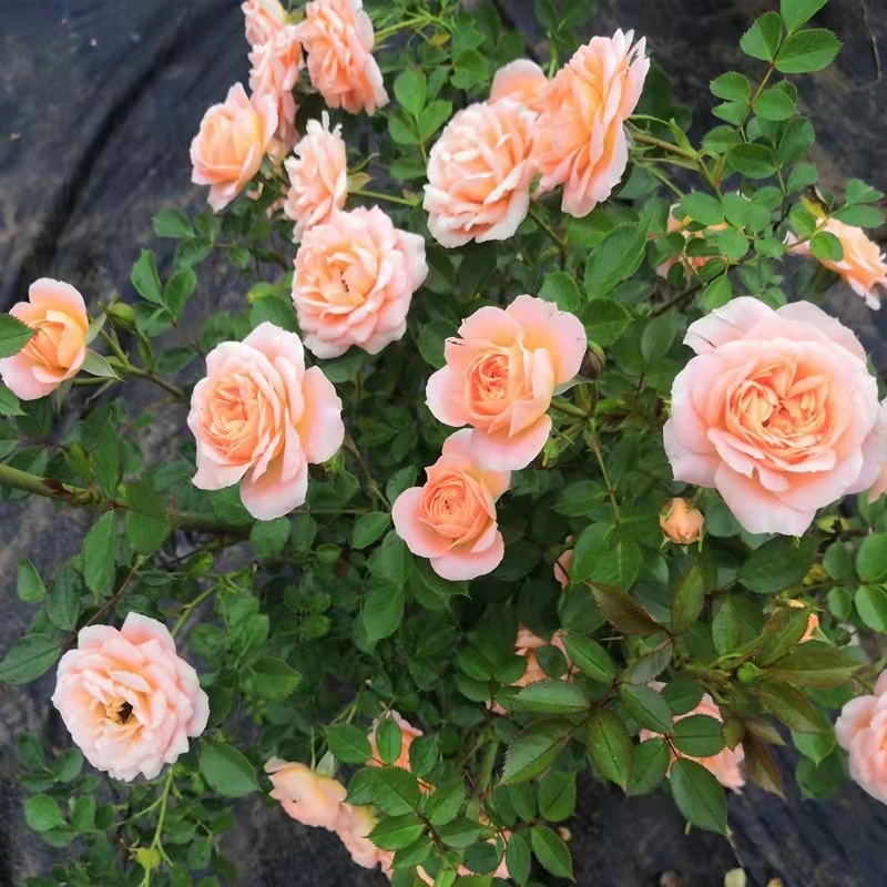 甜梦小型爬藤月季果香味开花量大抗性好多季节开花南北方可种植