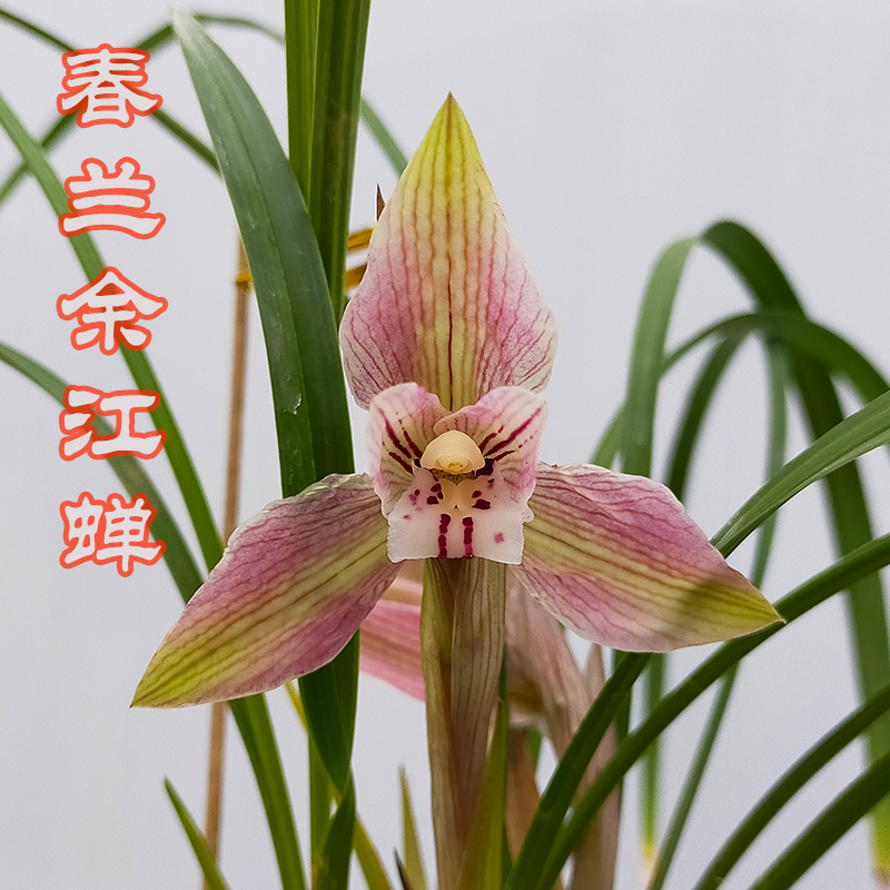 四川春兰名品 大展宏图大花红花复色荷型瓣兰花苗冬春季节带花苞