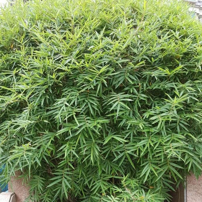 凤尾竹室内外盆栽地栽好养美观