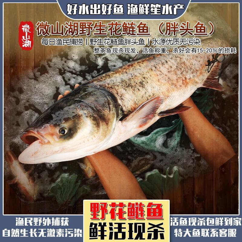 微山湖野生大花鲢大头鱼胖头鱼