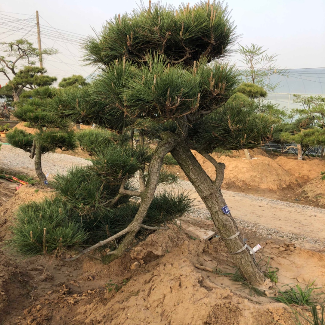 别墅庭院精品老桩造型黑松树临水迎客松景观树盆景地栽四季常青