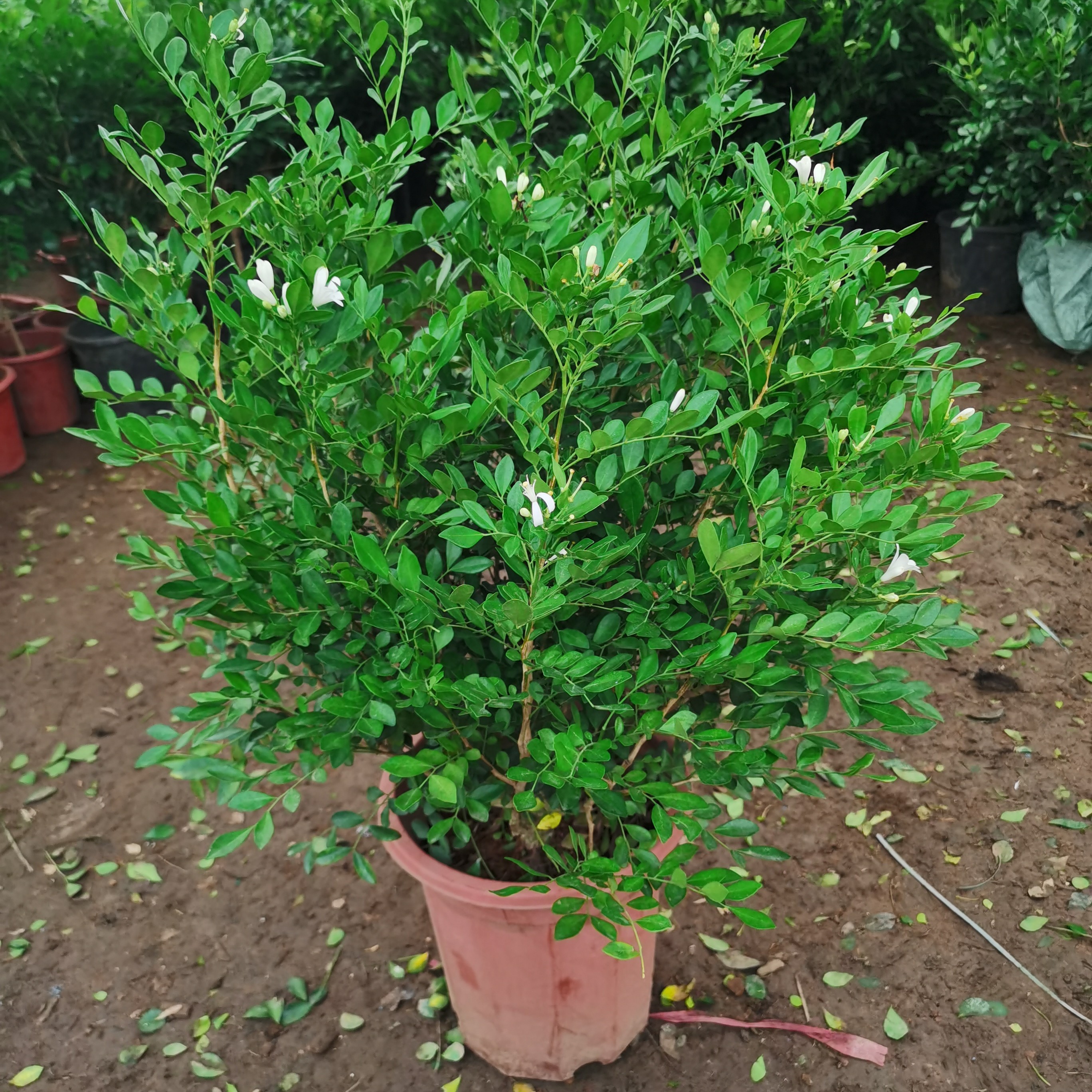 九里香盆栽植物室内花卉浓香四季开花独杆老桩盆景