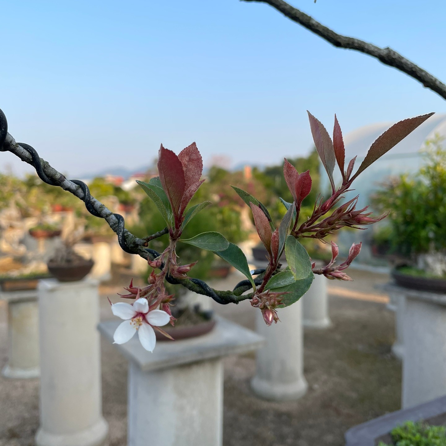 9号盆中缘盆景（一物一拍）