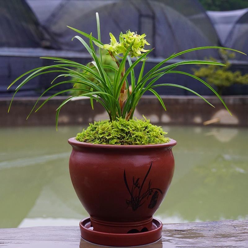 【春兰余蝴蝶】老种余蝴蝶花开浓香
