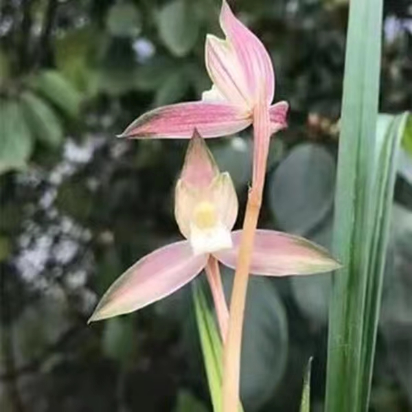 春剑，红霞素，单苗1苗