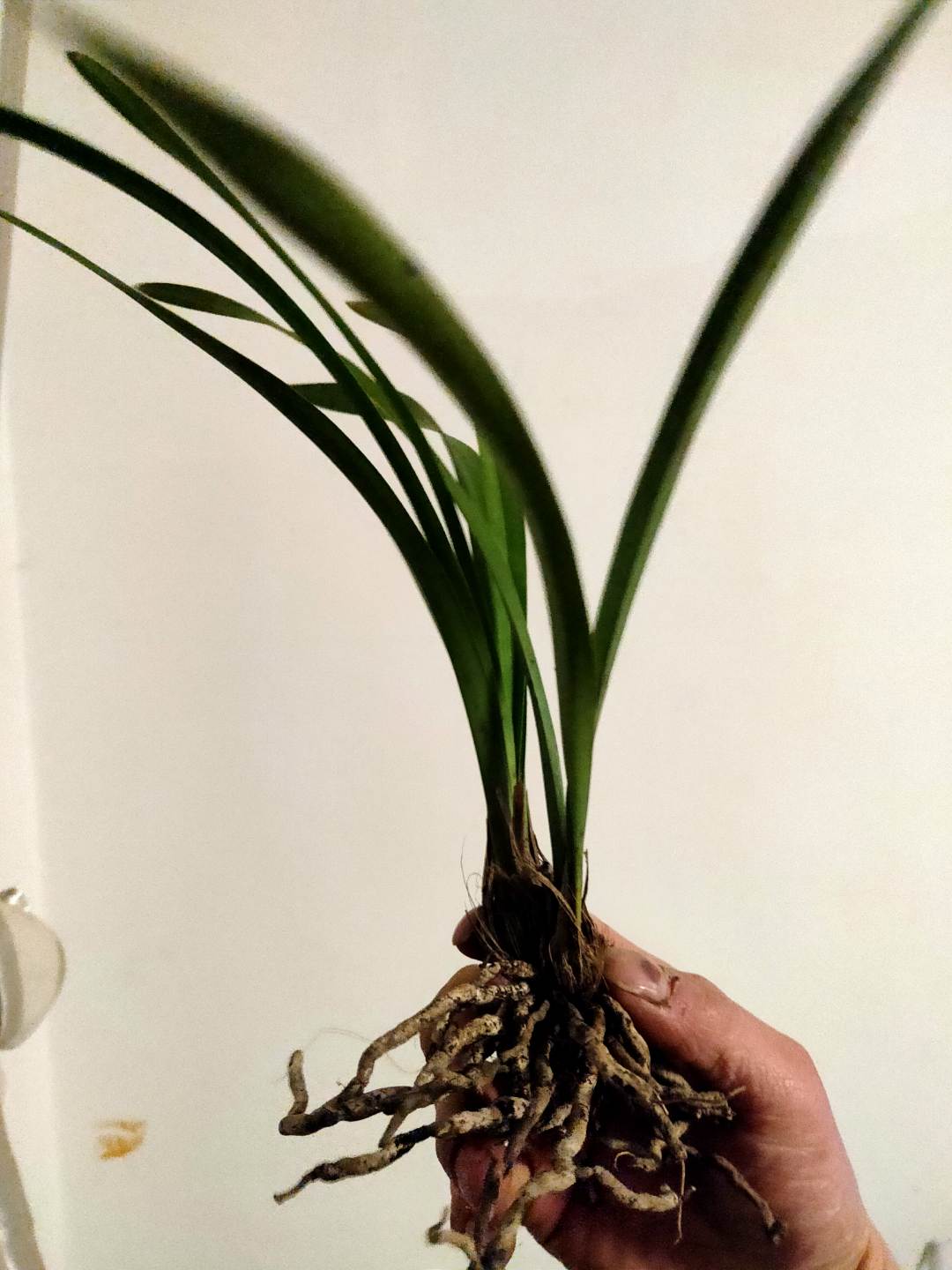 鲜花绿植，花花草草