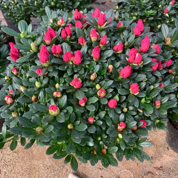 西洋杜鹃杨梅红盆景