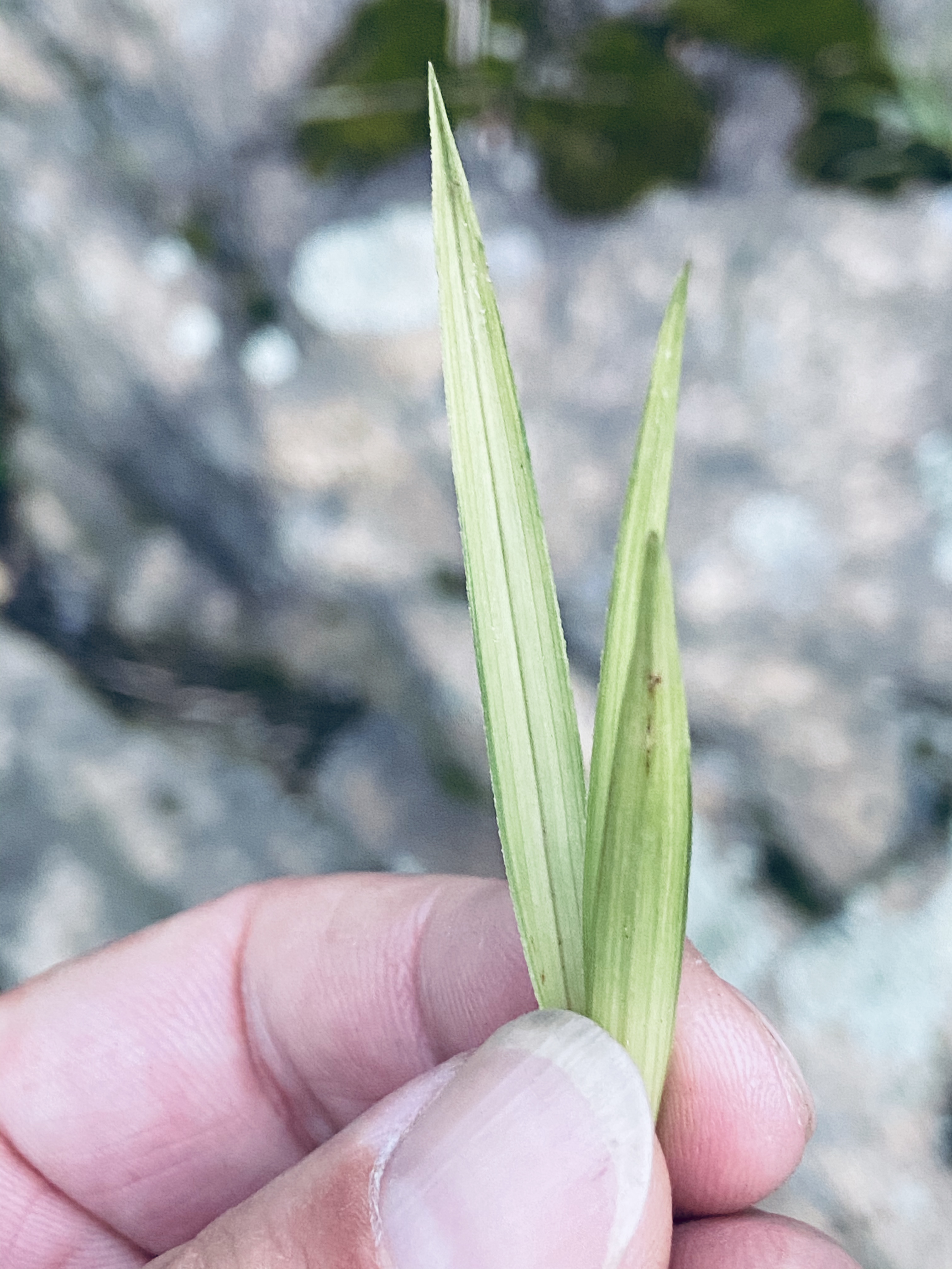 惠兰艺草，惠兰智慧