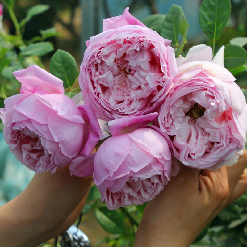 自由精神藤本月季藤本爬藤月季多季开花大花浓香长势快抗性好蔷薇