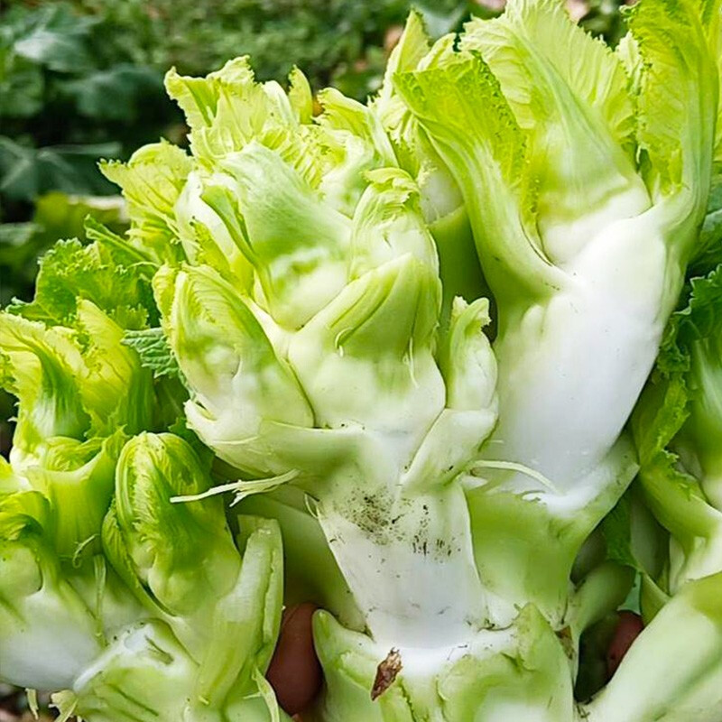 美农汇 儿菜种子四川特产抱子芥菜早熟高产 庭院特色蔬菜种籽