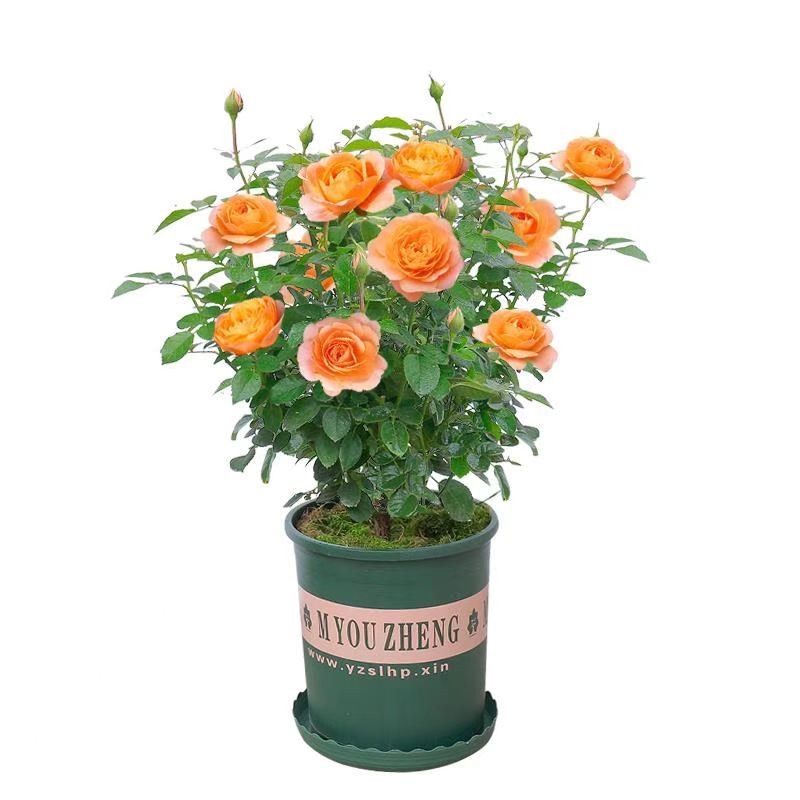 大盆一物一拍（需备注花名编号）玫瑰月季花卉盆栽月季花树苗