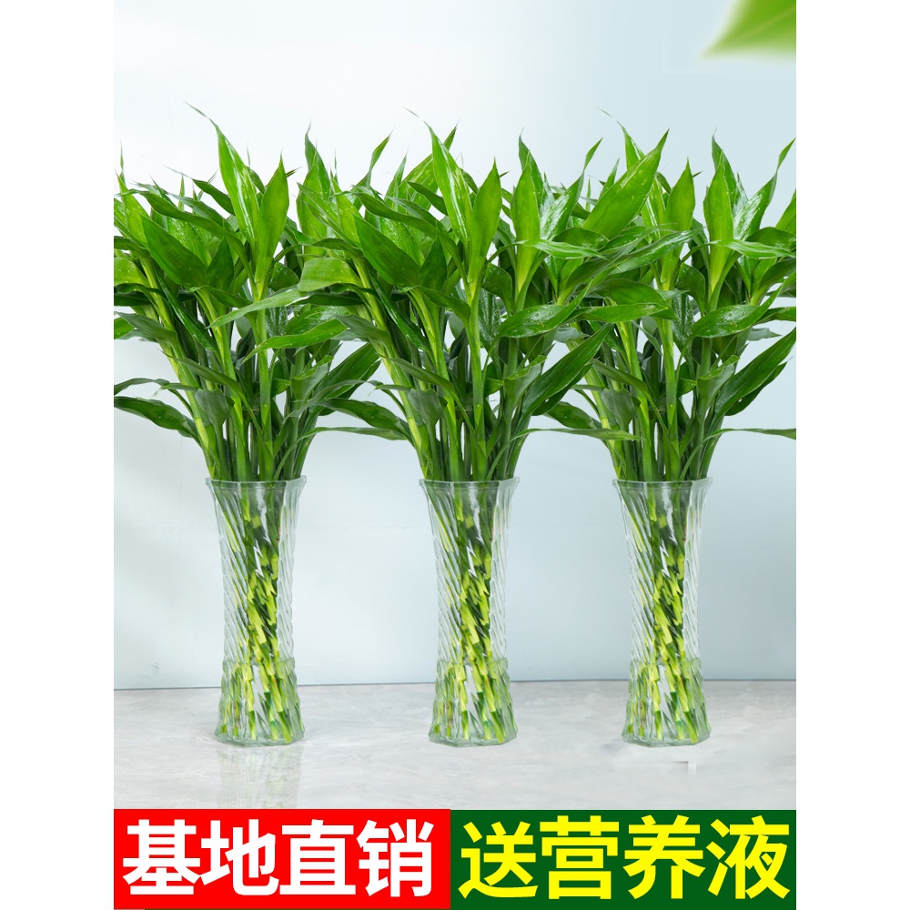 富贵竹水培植物转运开运竹花卉绿植盆栽绿萝室内花客厅水养节节高