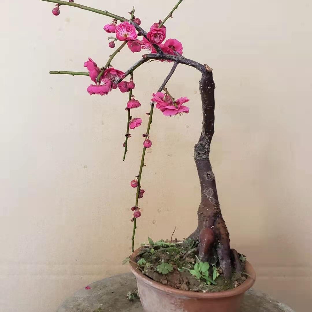 乌梅红须朱砂梅绿梅小薇盆景耐寒浓香型植物盆景盆栽实物发货包邮