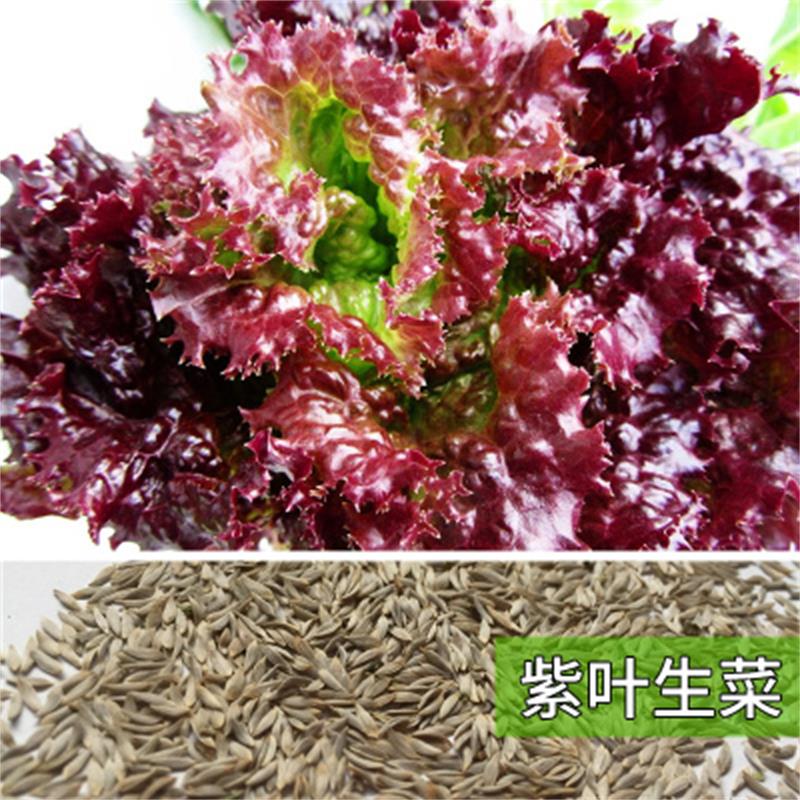 ☆紫生菜种子紫叶结球生菜种籽小院种植阳台四季盆栽蔬菜种子
