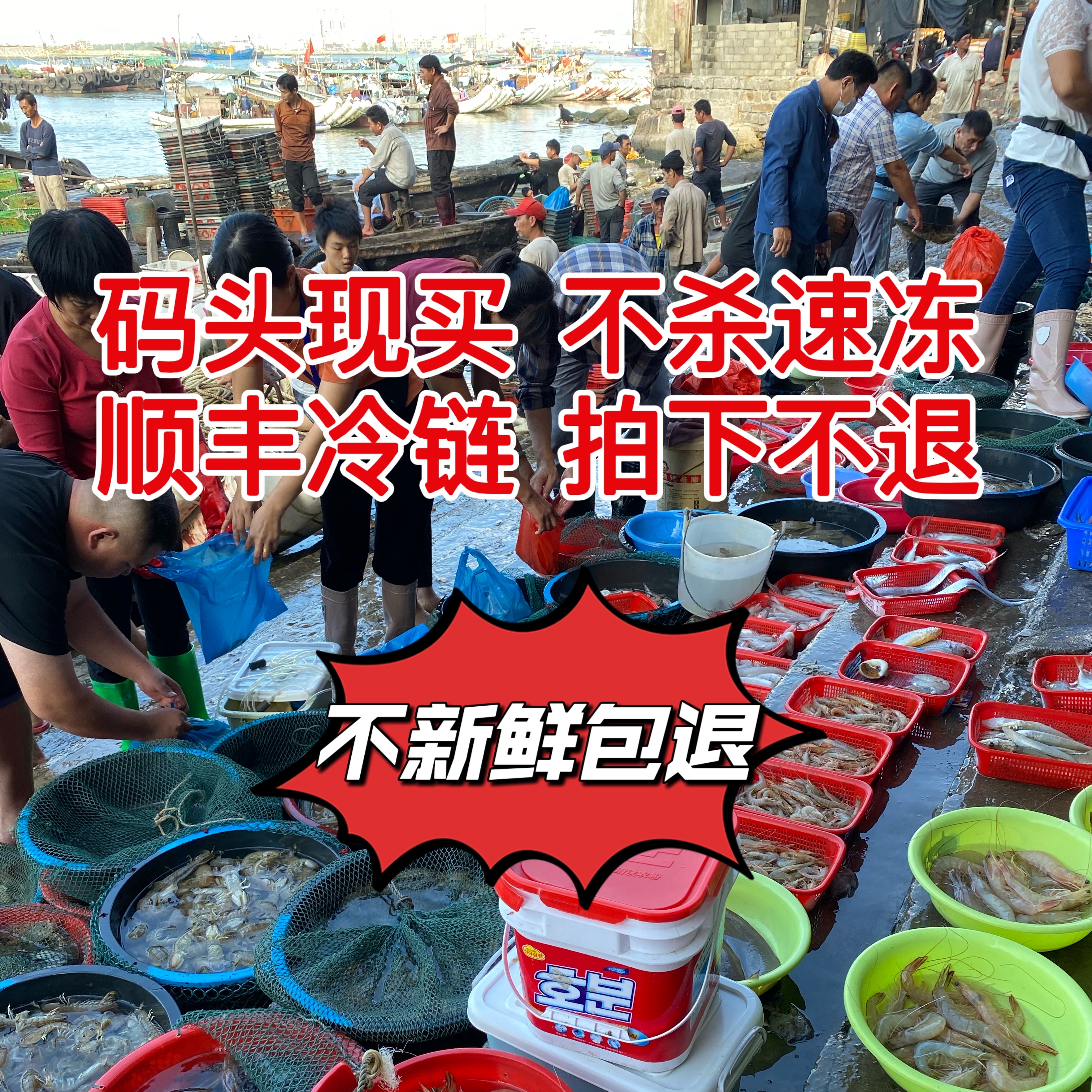 惠来神泉港  现捕杂鱼套餐  2-50斤