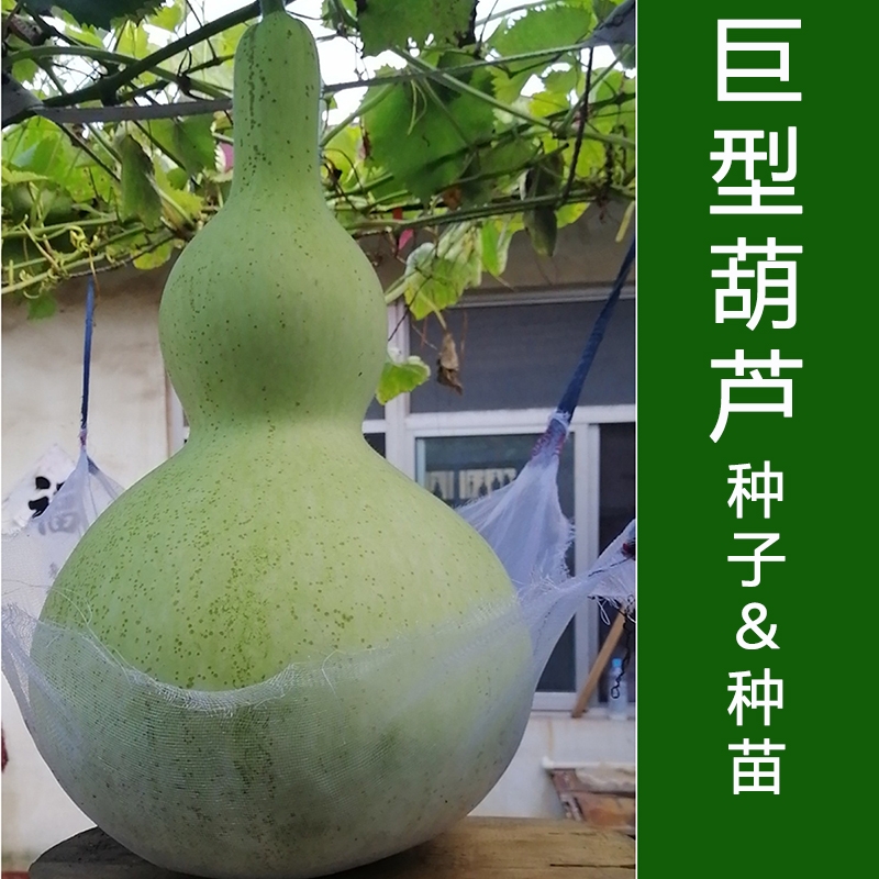 巨型葫芦大亚腰酒葫芦种子种苗手捻小葫芦鹤首葫芦种苗观赏播种
