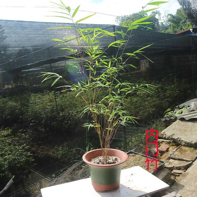 内门竹桌面绿植书房庭院阳台植物办公室竹子盆栽室内