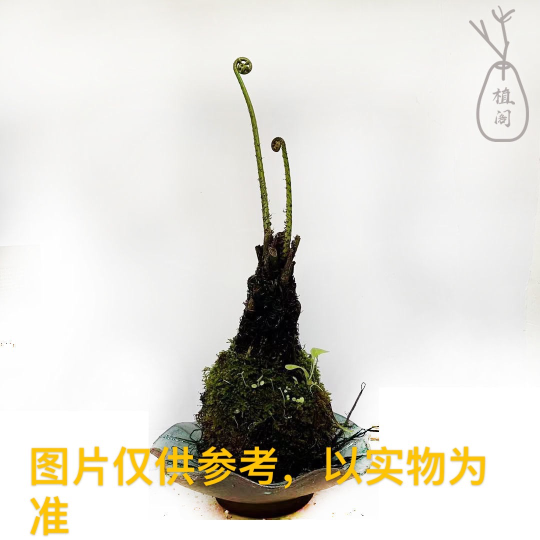 小叶簕竹，海岛春花，龙船花，微观茶桌办公室庭院盆景绿植