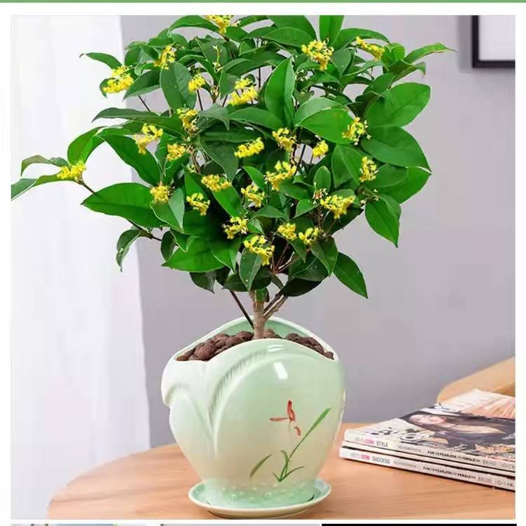 一物一拍四季开花桂花树苗花卉绿植盆栽室内外南北方种植耐寒养护