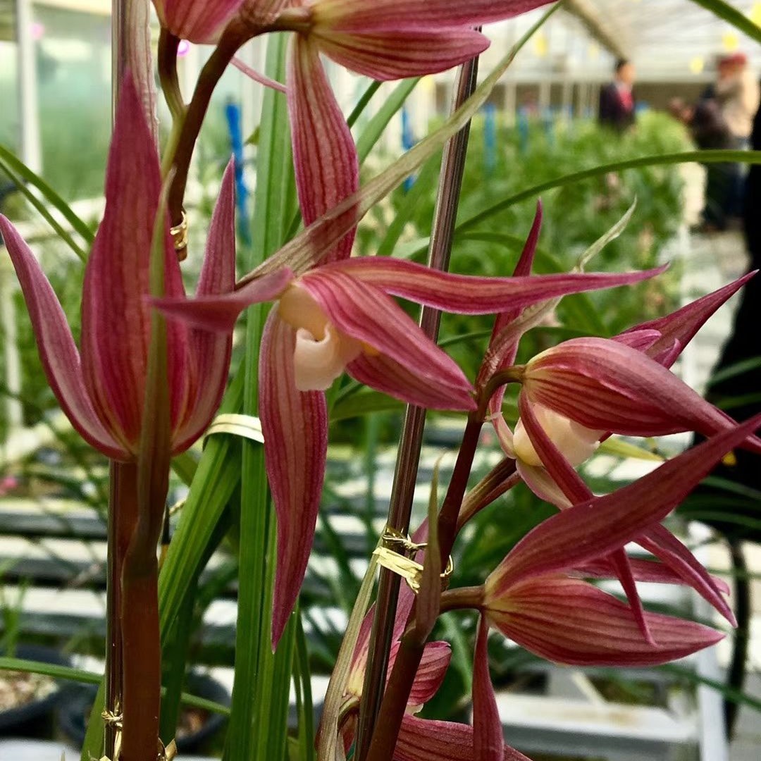 红花素 春剑红花彩素，春天开花 花色艳丽 花香持久