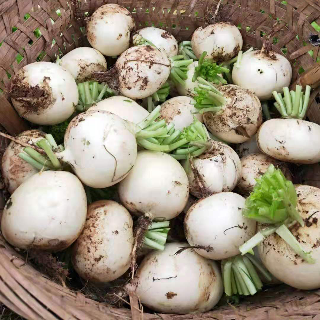 新鲜白萝卜圆萝卜圆根萝卜春不老四川农家蔬菜自种3斤5斤8斤