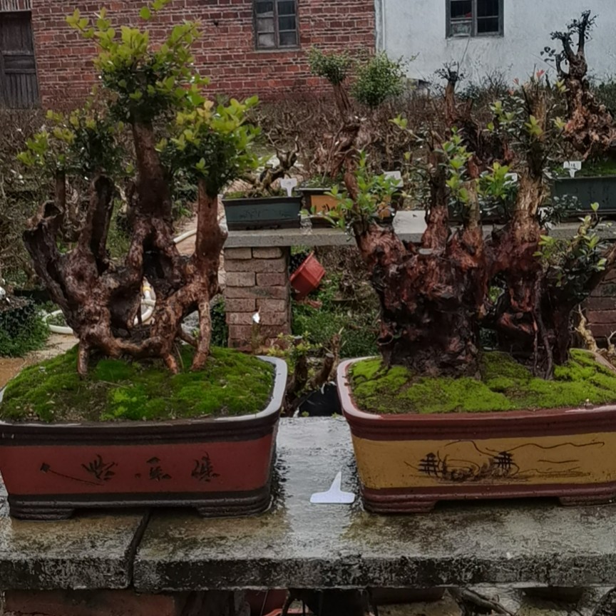 赤楠紫薇盆景绿植