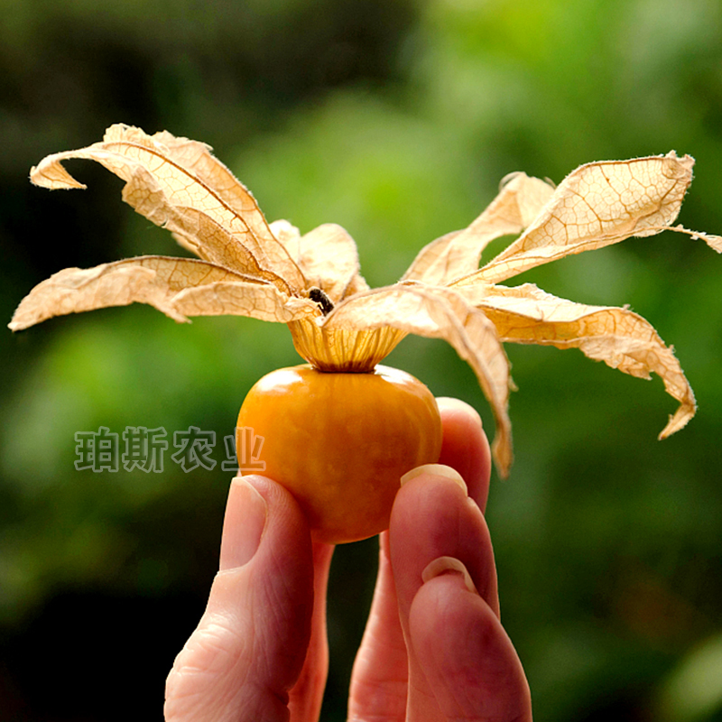 黄姑娘果苗四季灯笼粒黄姑娘果种子蔬菜种蔬菜苗