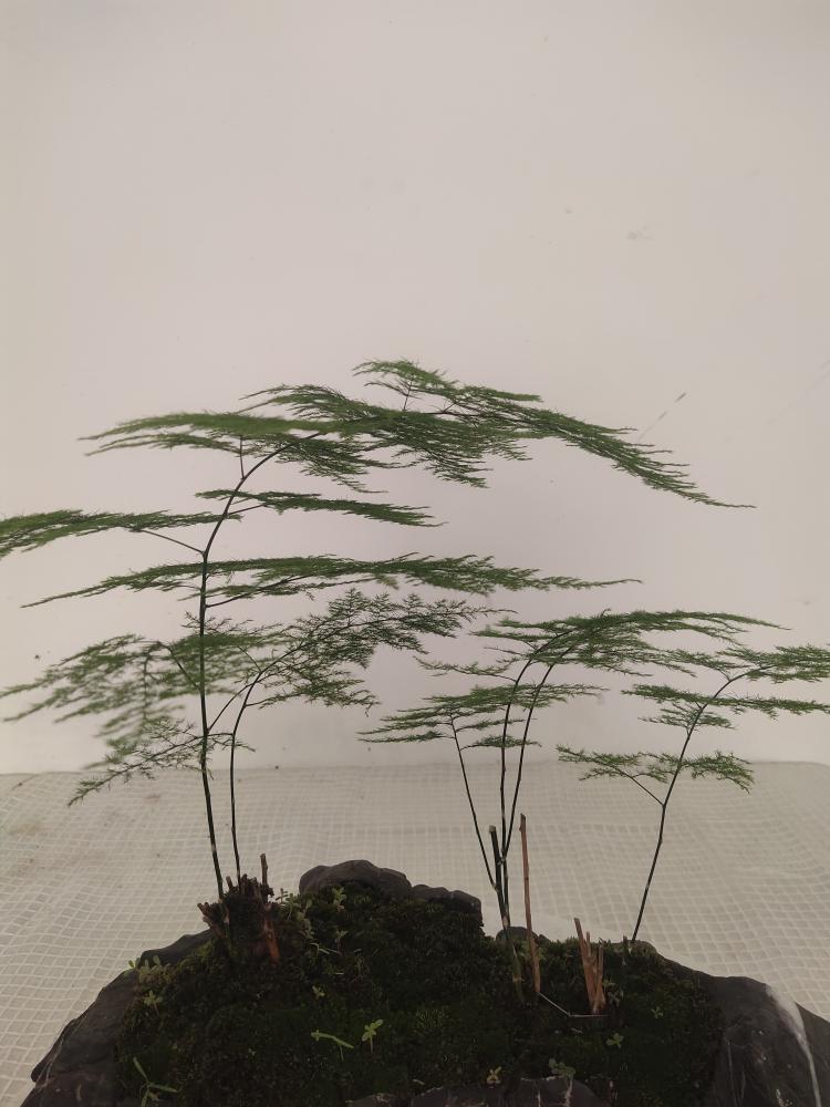 奇石花盆鱼缸盆景石