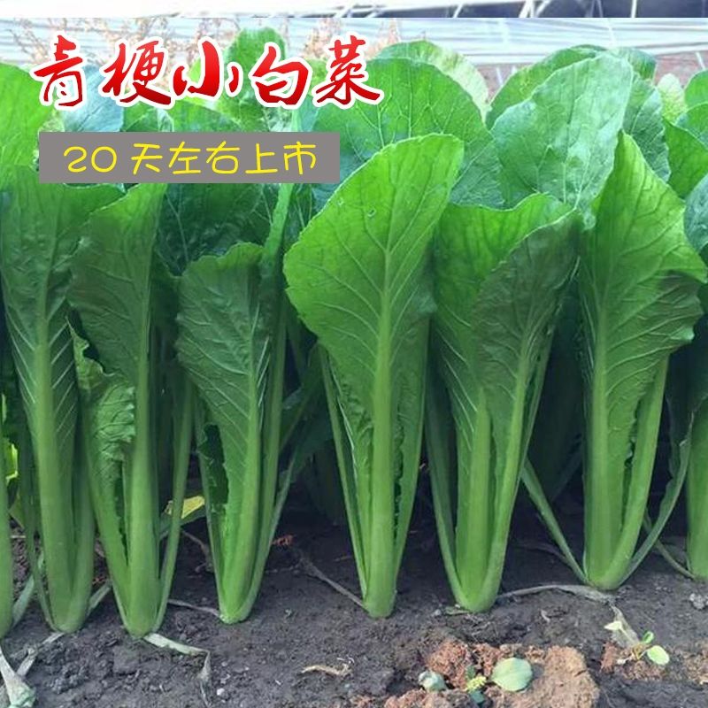 青梗小白菜种子四季播农家蔬菜种籽小青菜种子阳台盆栽速生青菜