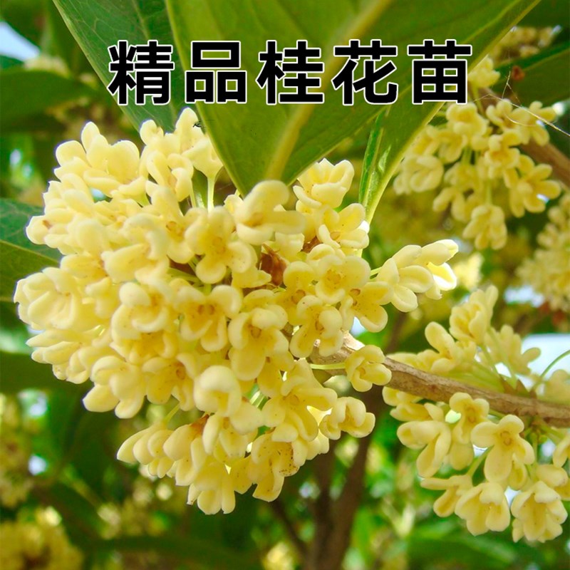 嫁接桂花树苗室内盆栽绿植四季桂金桂浓香型盆景花卉植物庭院地栽