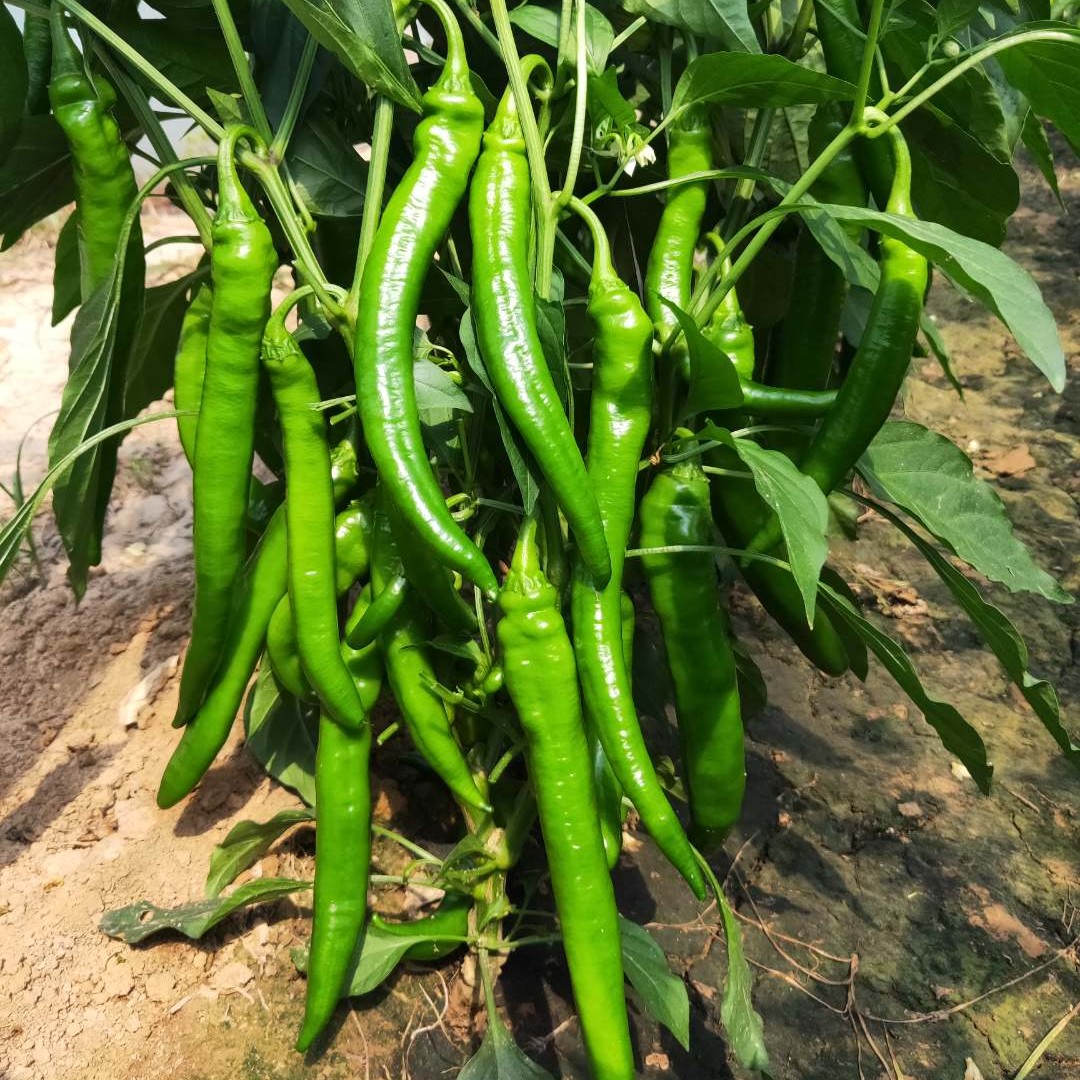 豫艺美辣华之秀一号辣椒种子 薄皮无渣 口感辣椒种子优质精品