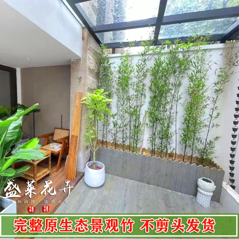 不修剪全冠景观竹金竹绿竹紫竹庭院绿植观赏竹四季竹苗竹子罗汉竹