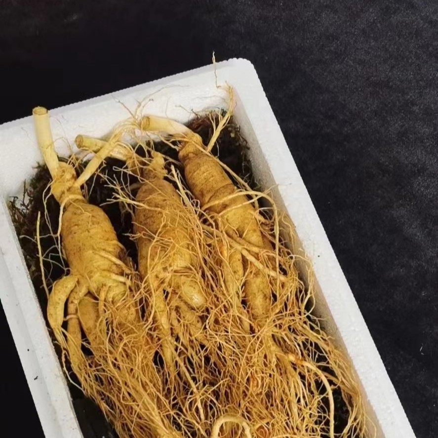 原产地吉林长白山 新鲜 人参 （推荐泡酒）