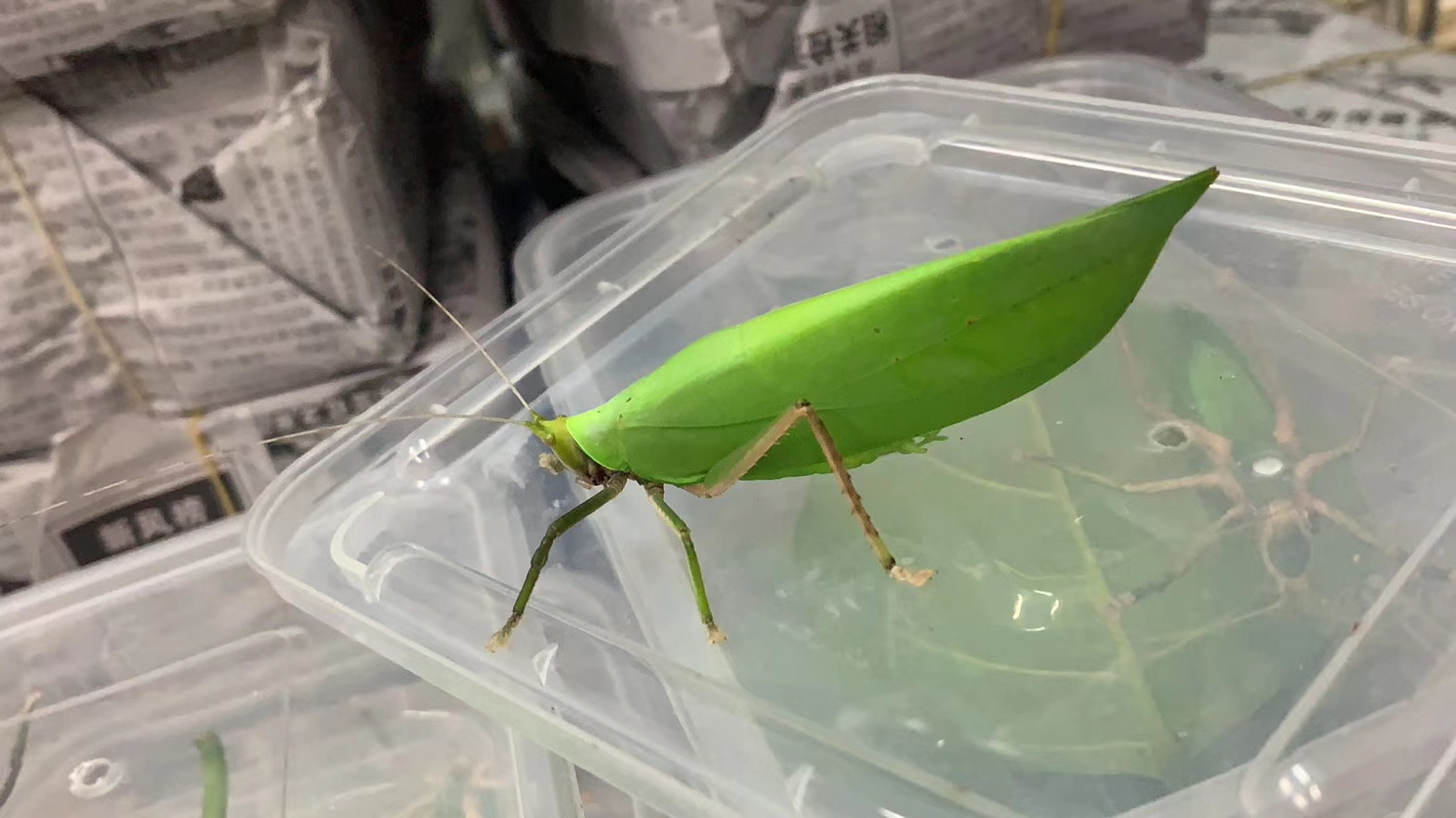 小林虫艺素背肘隆螽