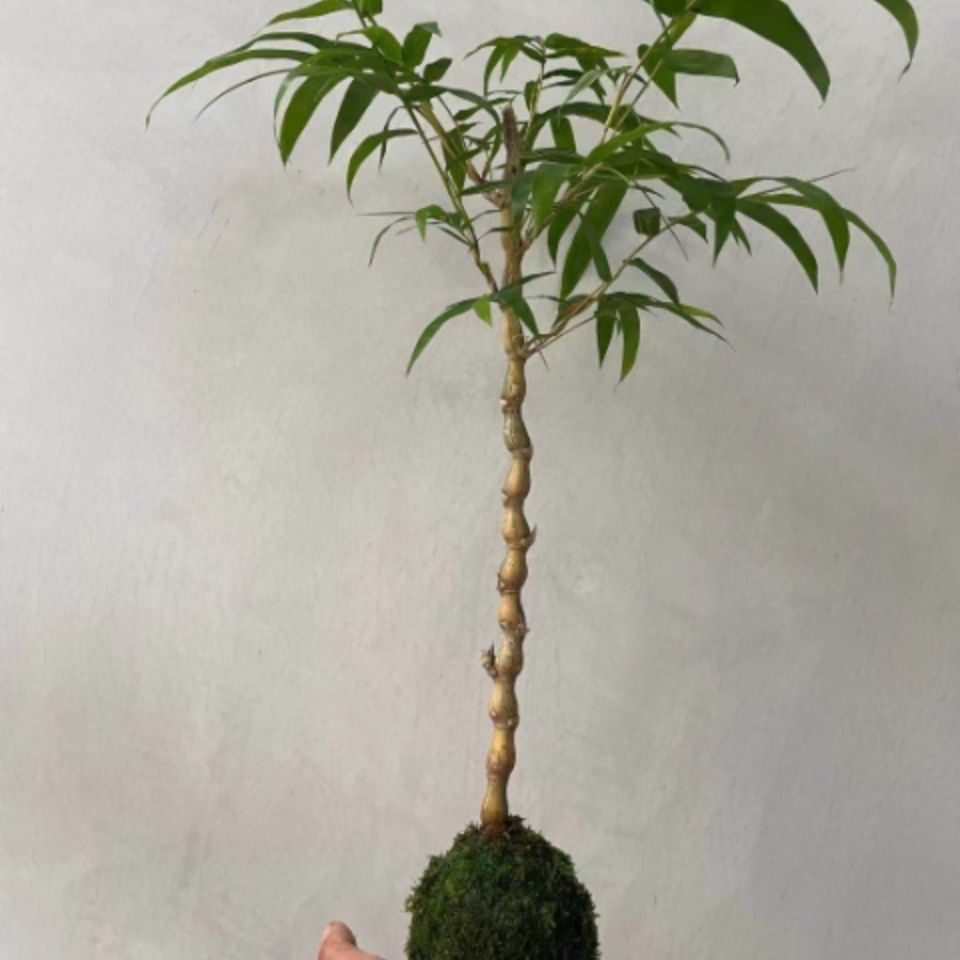 金丝佛肚竹矮化罗汉竹观赏苔藓球佛竹罗汉竹密节竹大肚竹葫芦竹