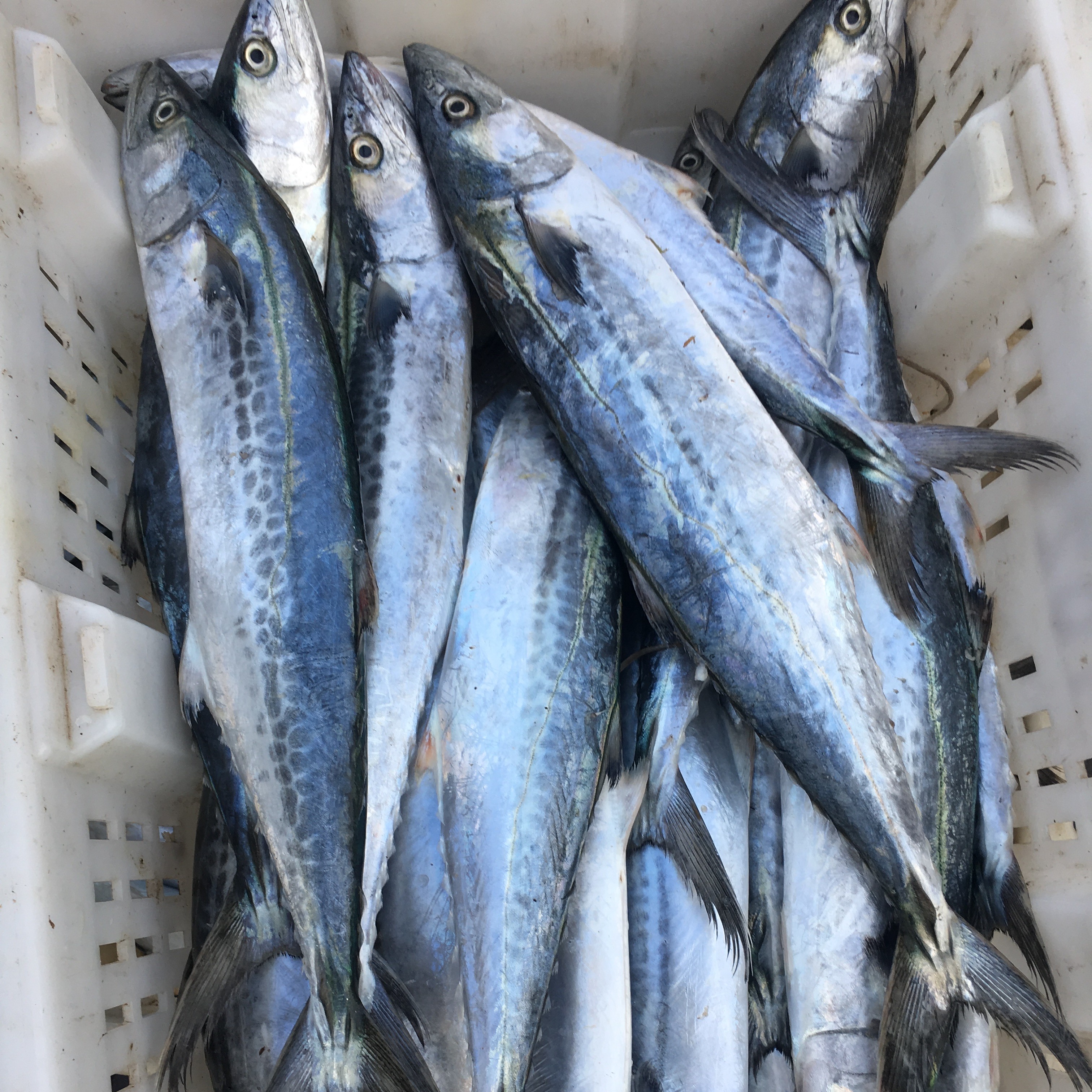 新鲜野生马鲛鱼鲅鱼燕尾鲅速冻锁鲜发净重3条4斤香煎红烧包饺子