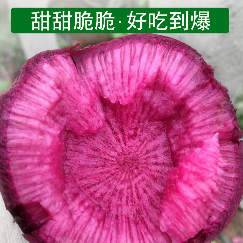 紫美人凤梨水果萝卜种子紫红皮红心甜脆高产萝卜种籽