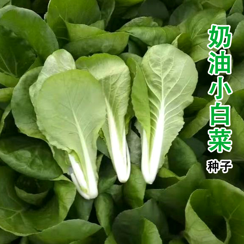 四季小白菜种子【奶油小白菜】四季阳台盆栽蔬菜孑