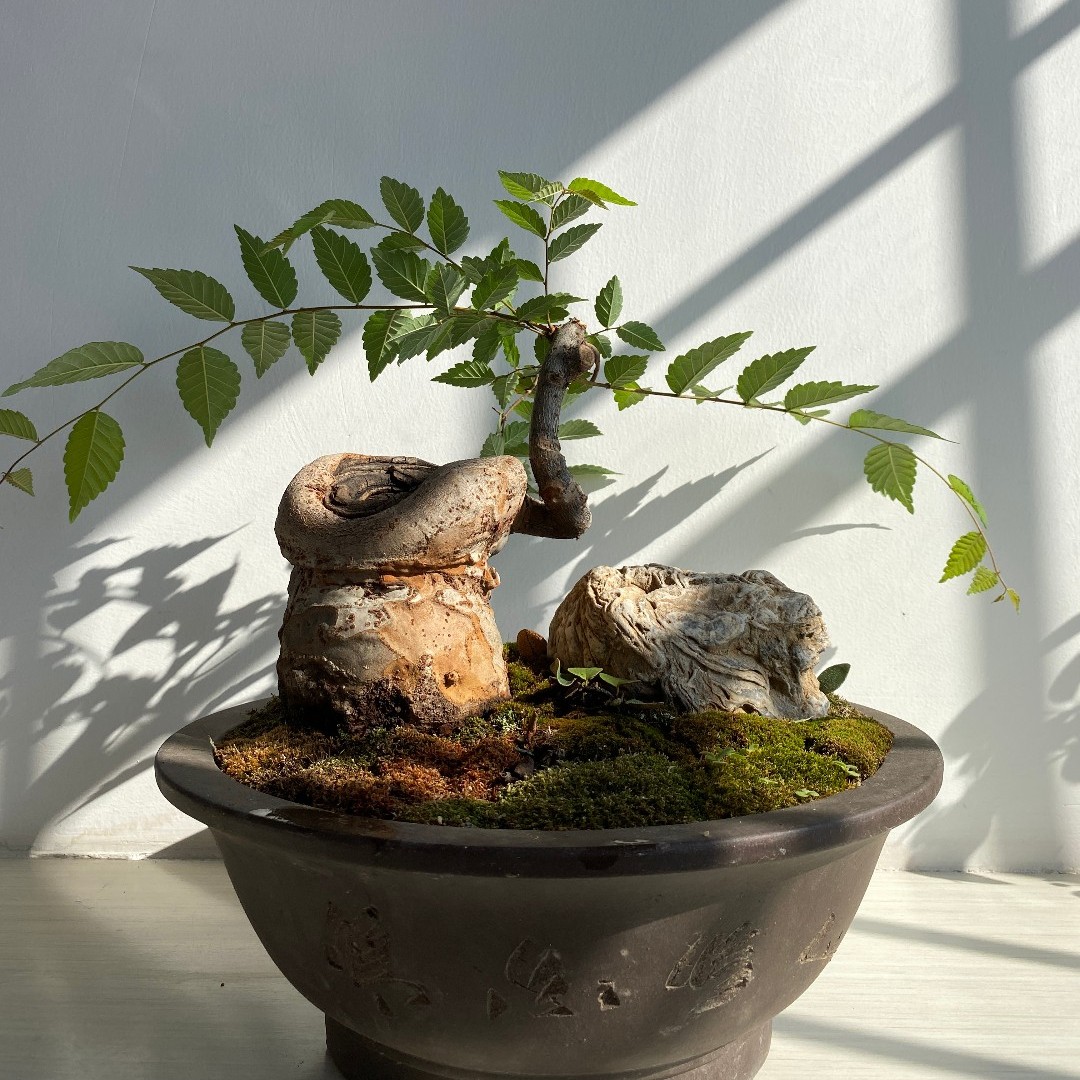 天赐文化清风幽谷盆景03