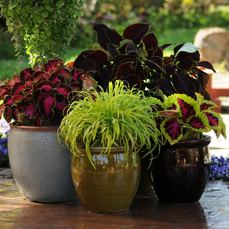 进口彩叶草种子春季秋季室内阳台露台盆栽室外花园播混色花卉种子