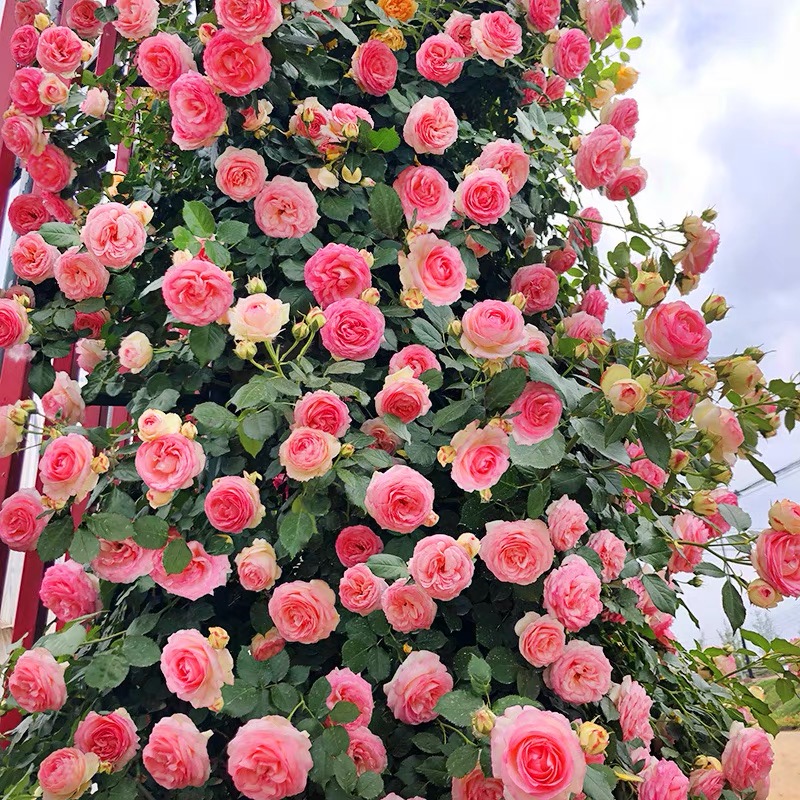 藤本花苗粉色龙沙宝石月季花苗爬单季节花庭院植物花卉盆栽
