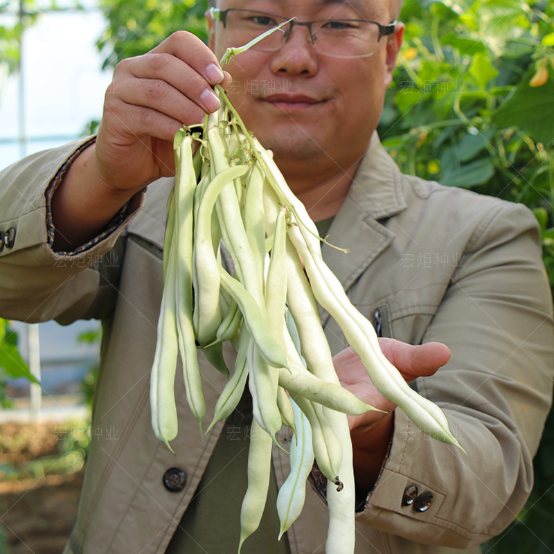 压趴架 压满架 豆角种籽 四季 爬架 白不老豆角种子 春季秋季简单