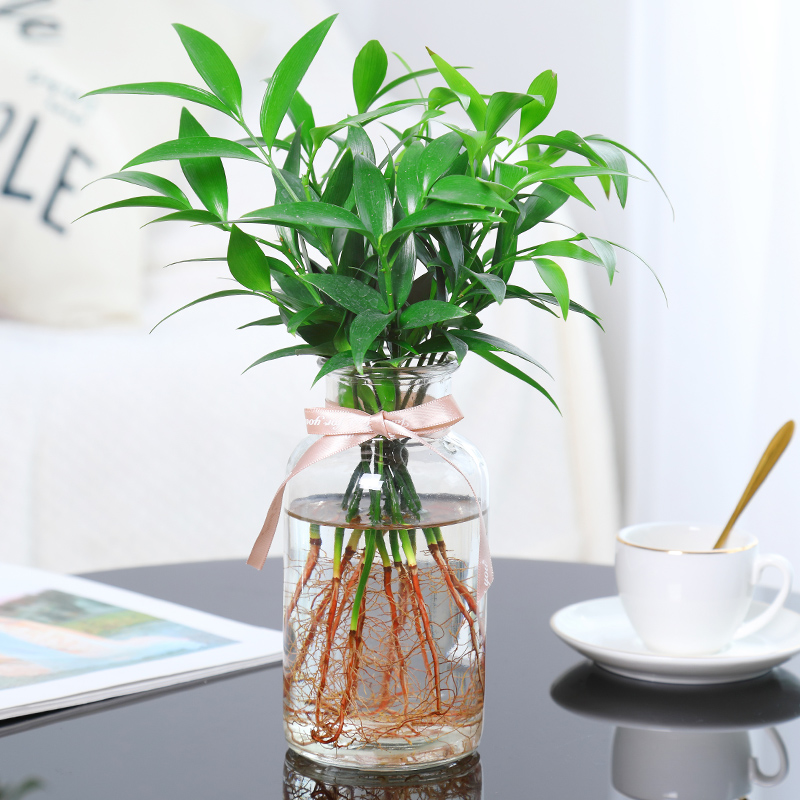 水培植物竹柏观叶盆栽室内客厅清新驱蚊绿植桌面盆栽花卉四季常青