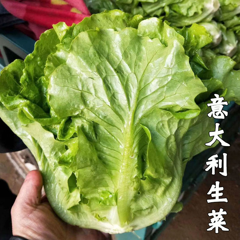 意大利生菜种子脆嫩爽口四季蔬菜阳台盆栽奶油苗播种