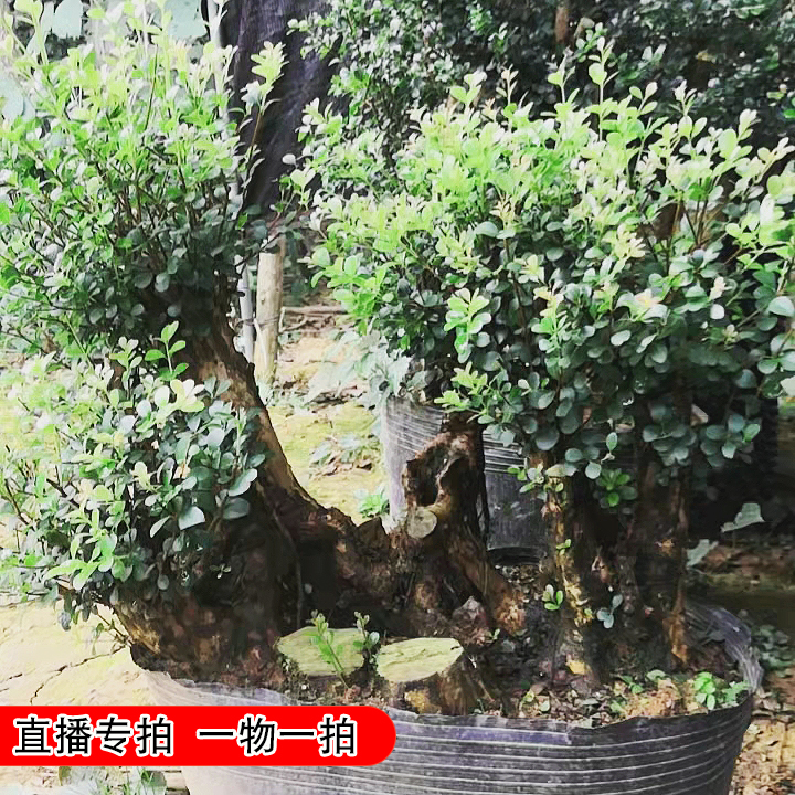 精品原生态老桩盆景绿植花卉