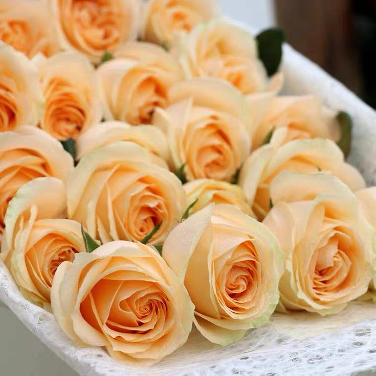 蜜桃雪山  月季花苗开花奶油黄玫瑰花 室内阳台四季盆栽花卉植物