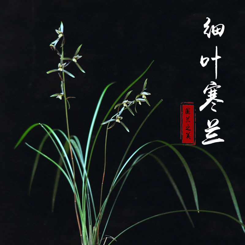 精品国兰兰花一物一拍链接一物一拍