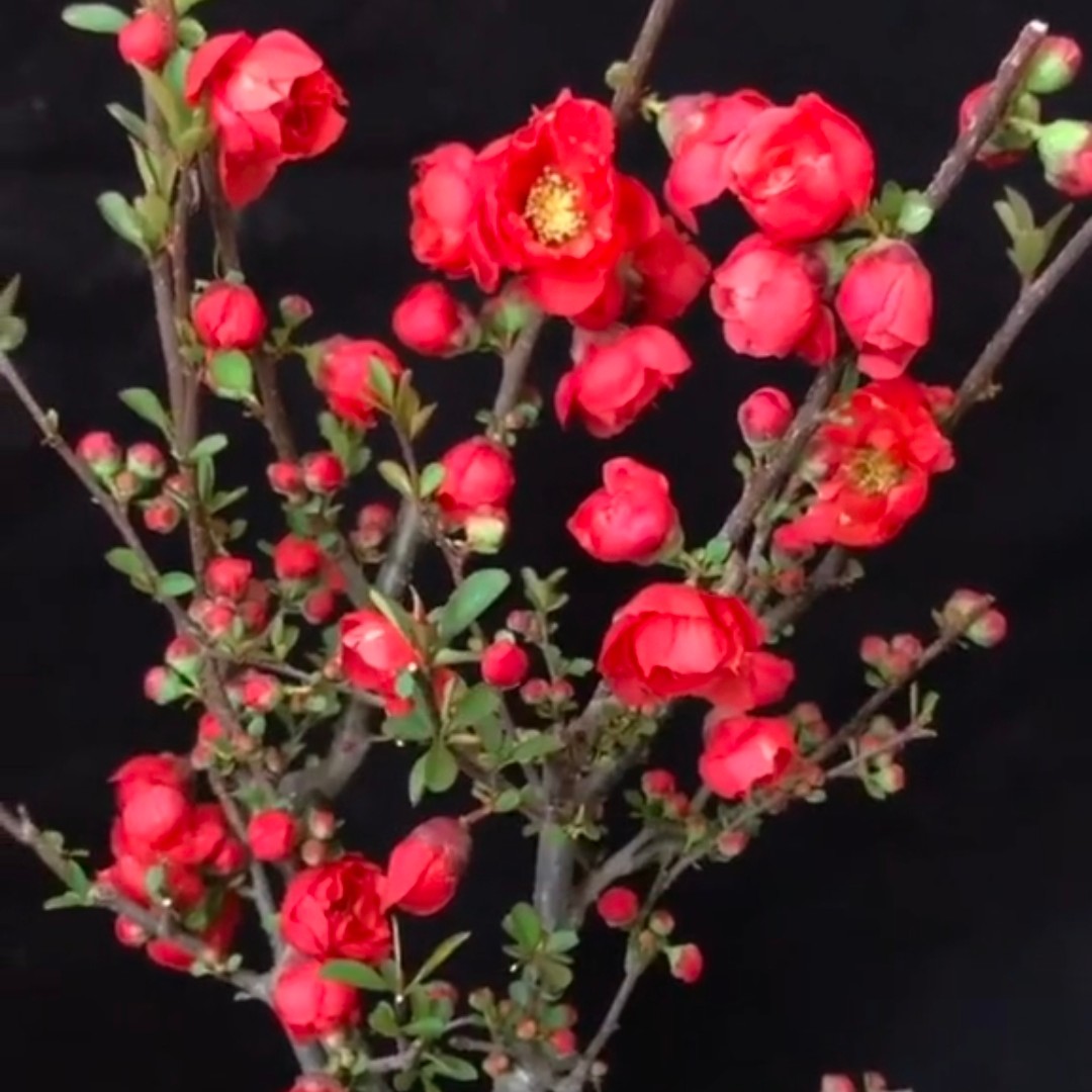 长寿冠海棠花四季开花盆栽地栽南北方种植