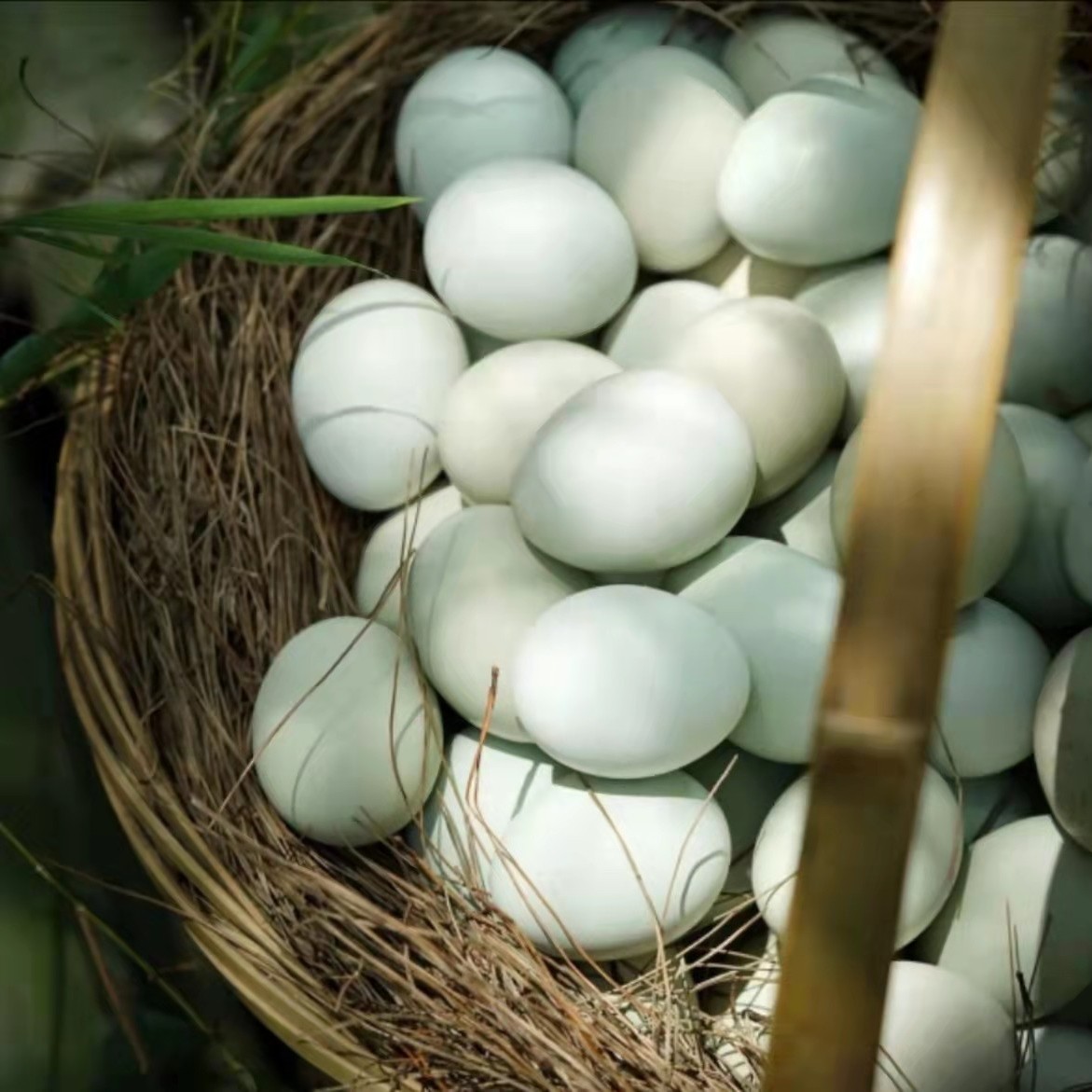 双黄蛋山林生态散养土鸡蛋 绿壳蛋  乌鸡蛋50枚（顺丰包邮）约3000g